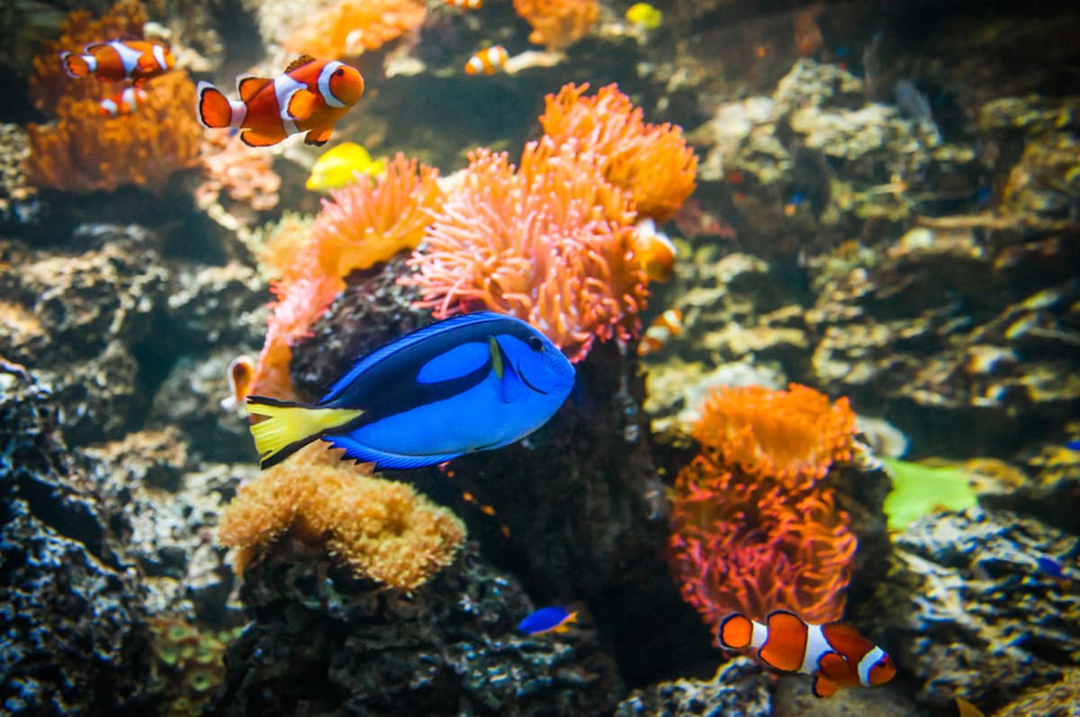 SEA LIFE Melbourne Aquarium Direct Entry Ticket