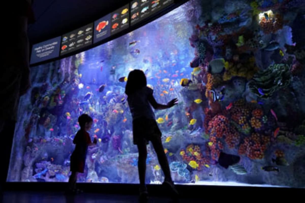 New England Aquarium Ticket