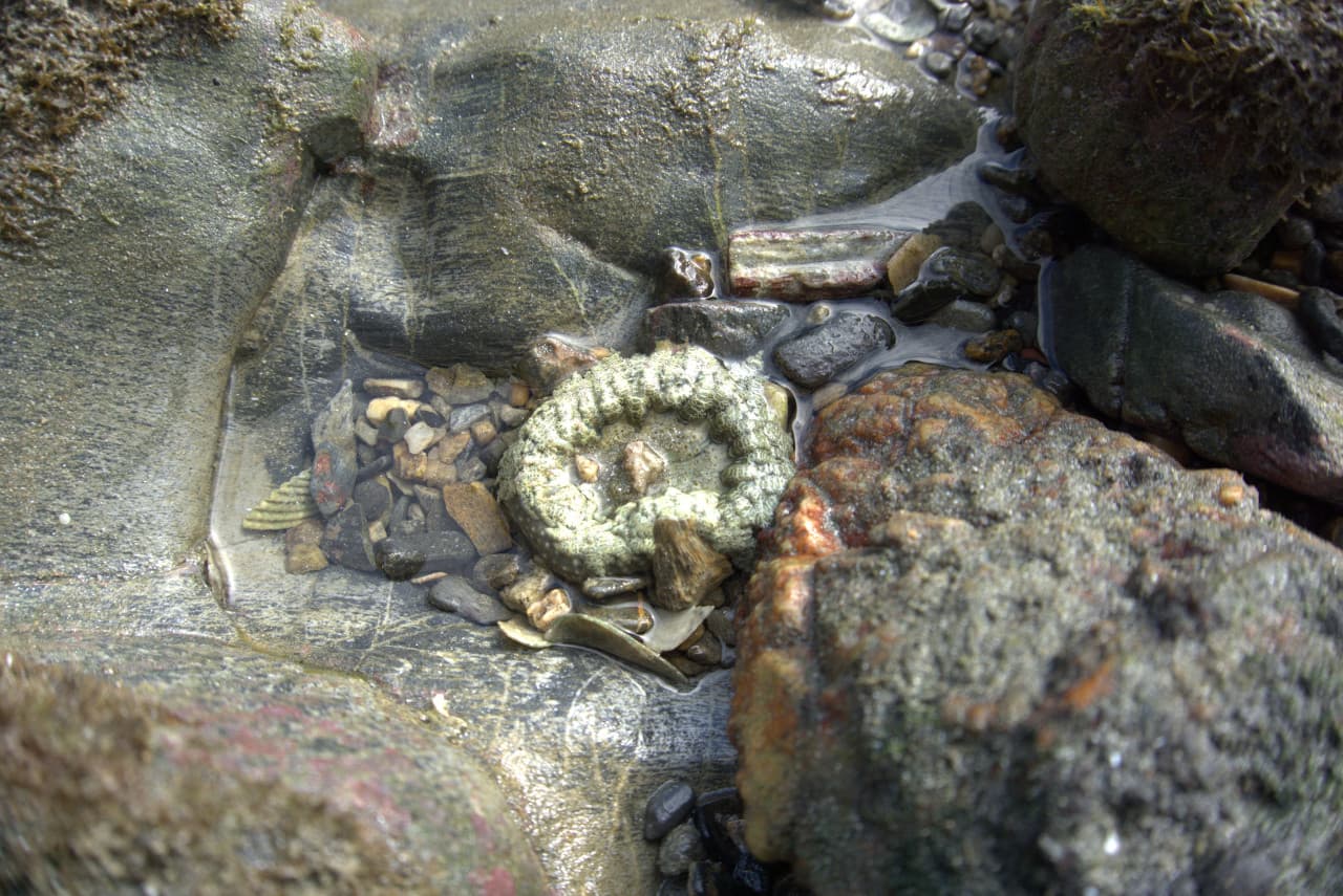 Desaru Beach and Tide Pool Walk – photo 34