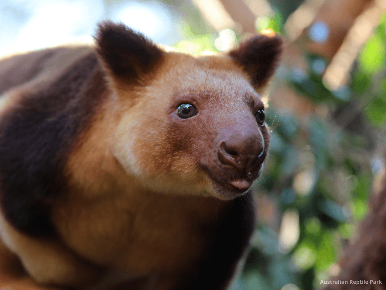 Australian Reptile Park – photo 47