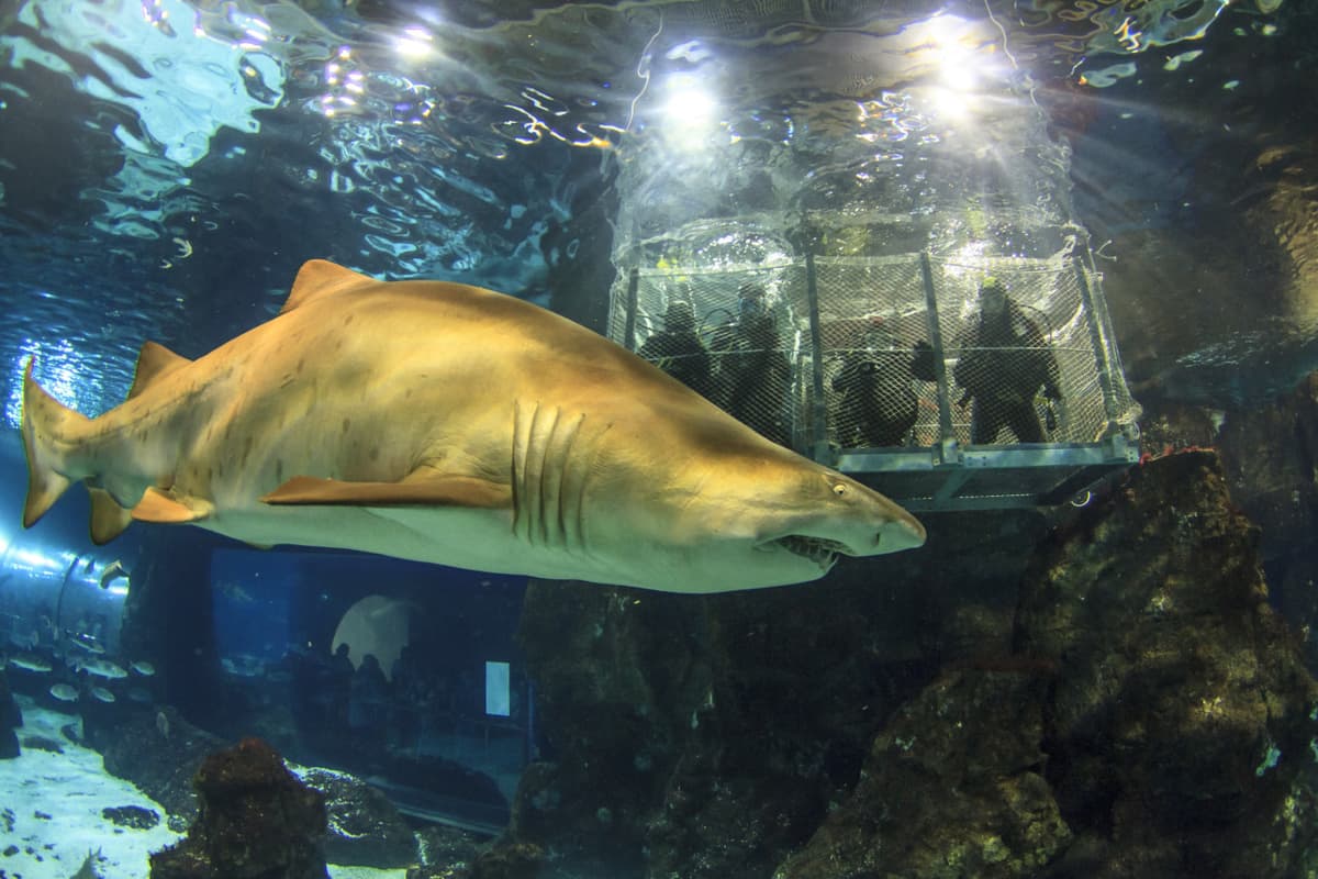 Barcelona Aquarium Ticket