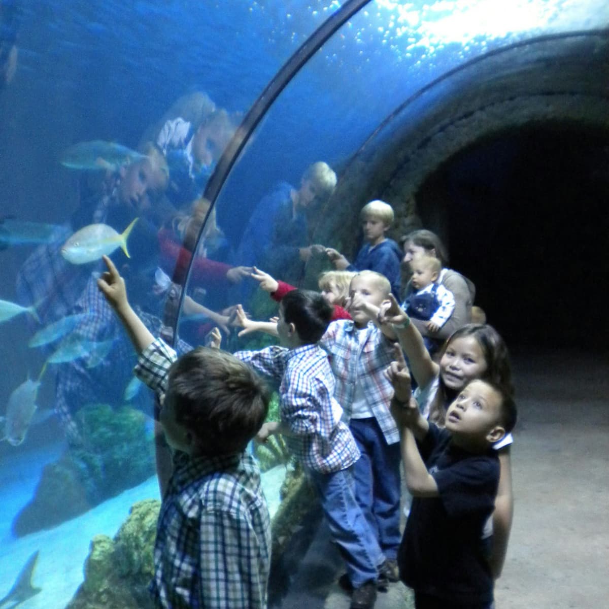 Downtown Aquarium Denver Ticket