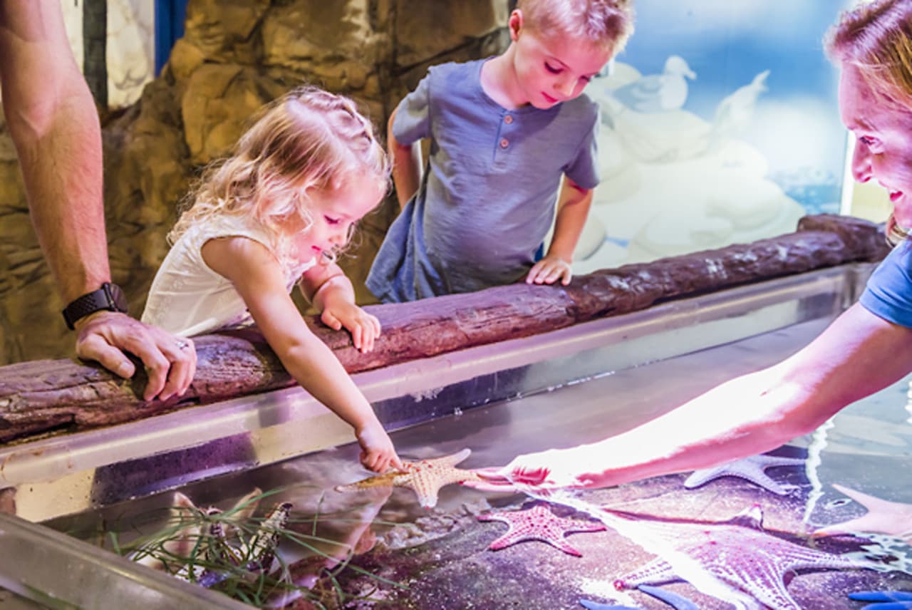 SEA LIFE Sunshine Coast Aquarium Direct Entry Ticket