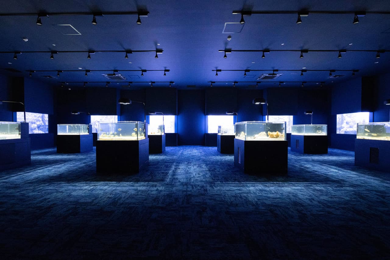 Okinawa DMM Kariyushi Aquarium