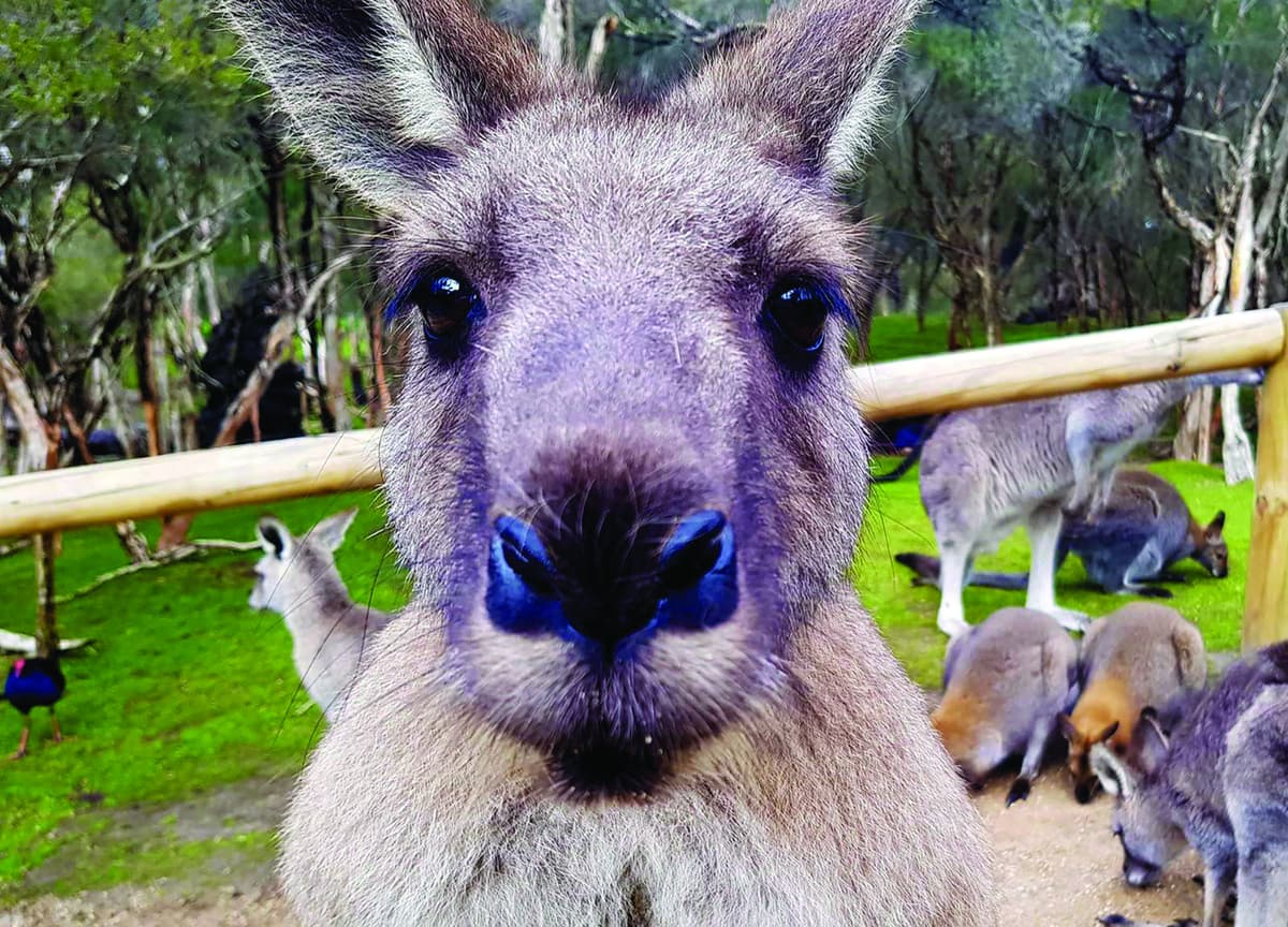Moonlit Sanctuary Wildlife Conservation Park Ticket