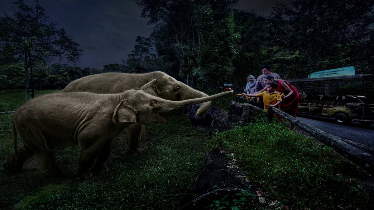 Singapore Night Safari Ticket