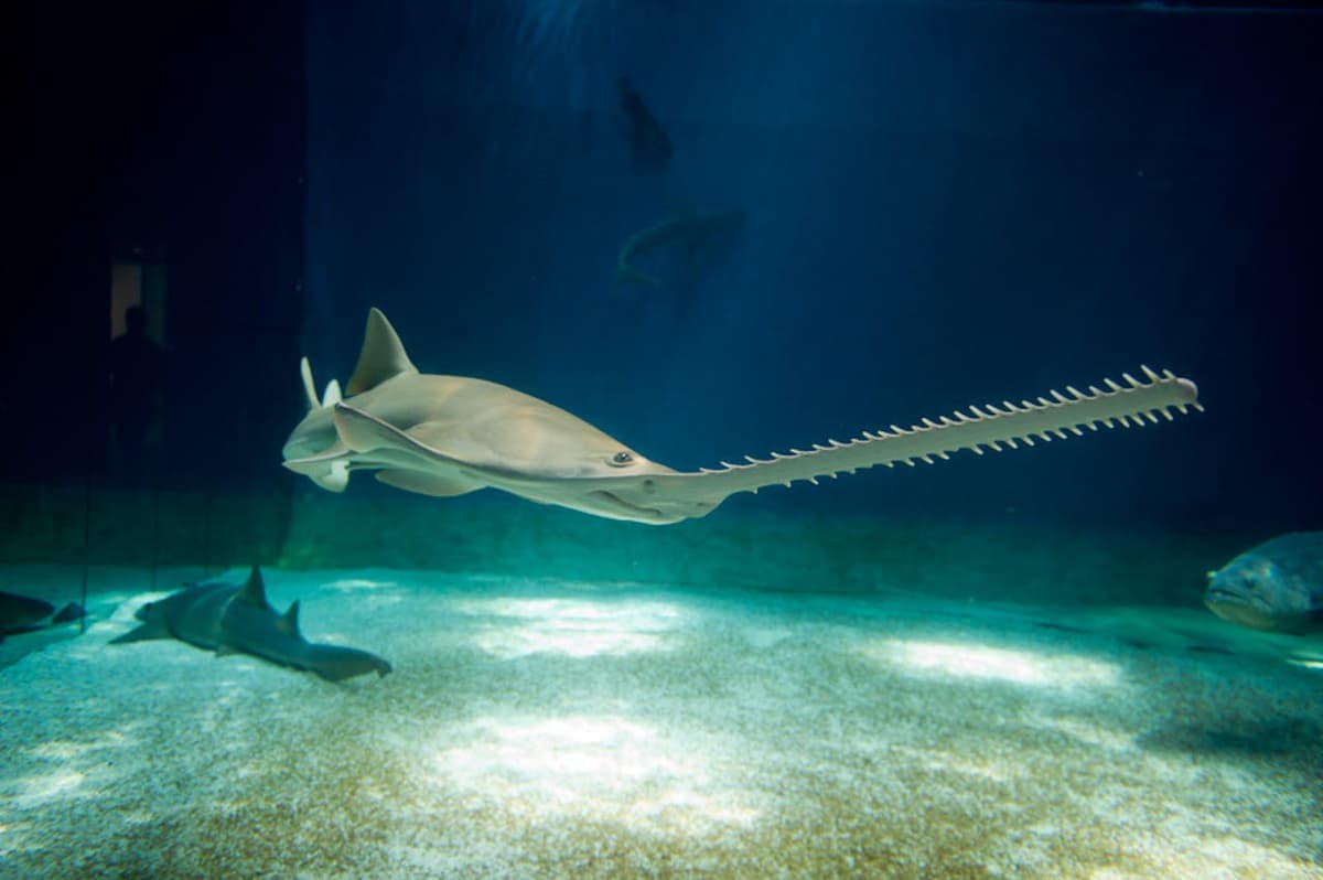 Aquarium of Genoa Ticket