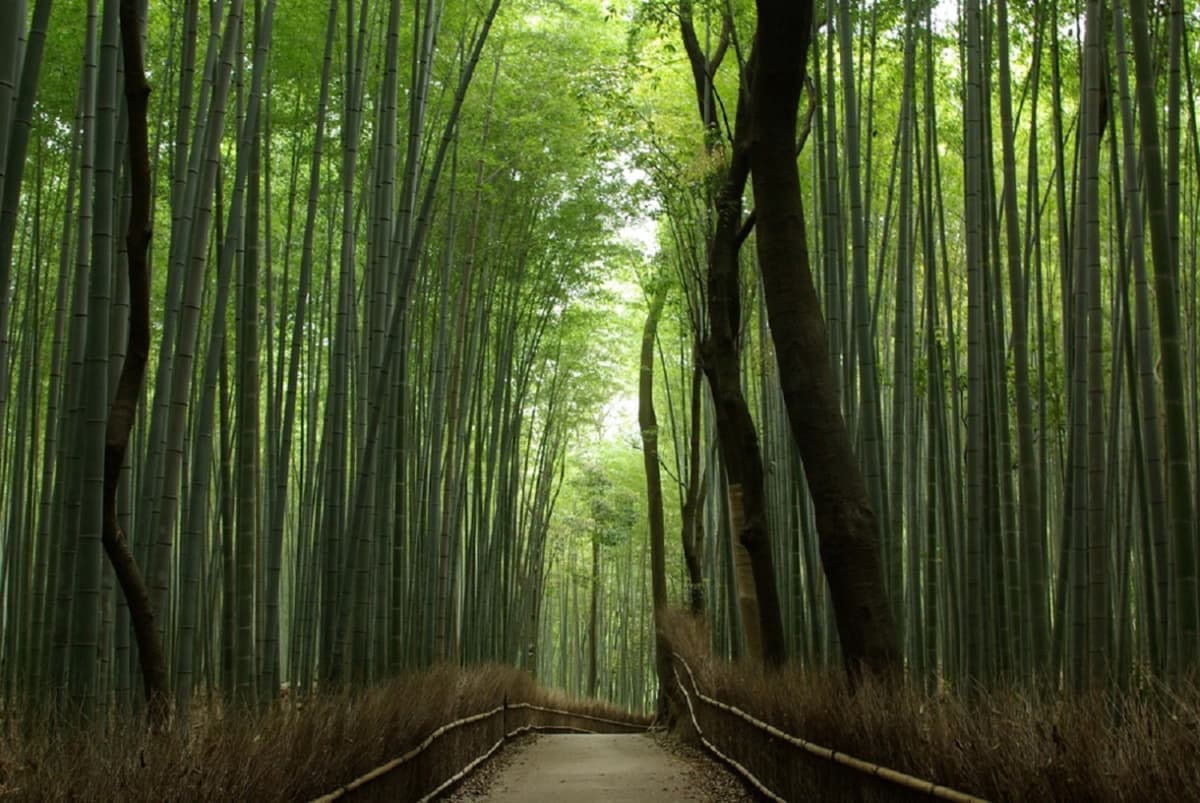 Kyoto and Nara Bus Tour