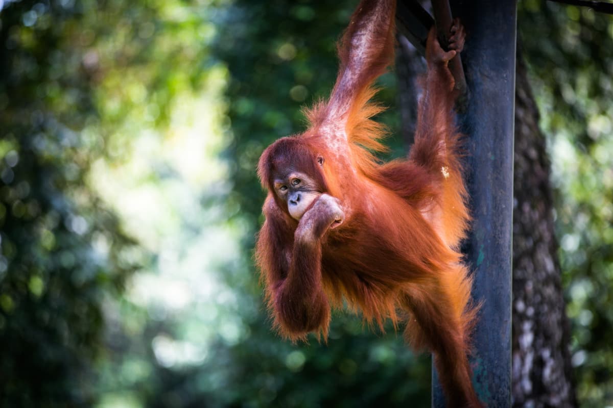Zoo Negara Malaysia Ticket