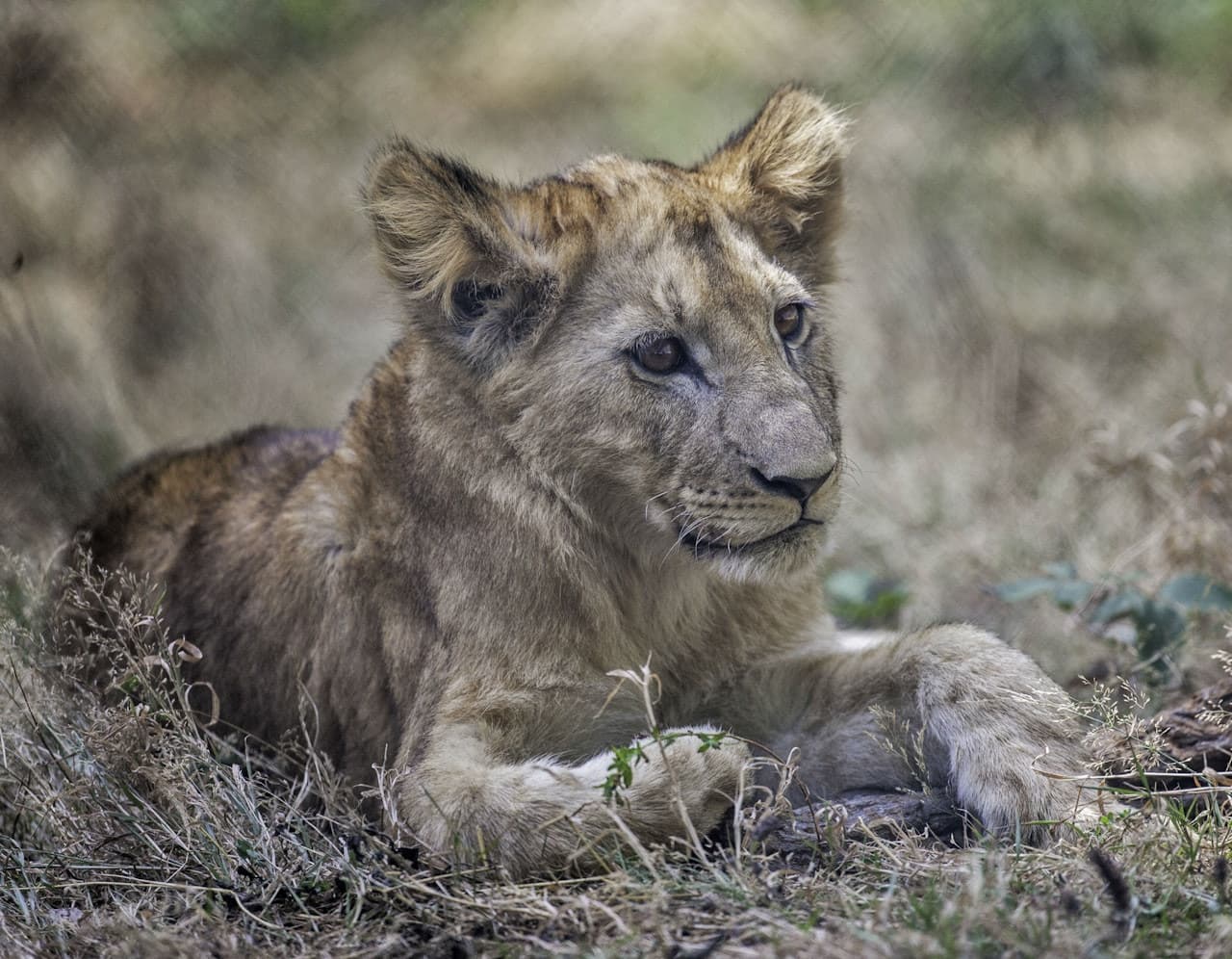 Thoiry ZooSafari: Skip The Line – photo 5