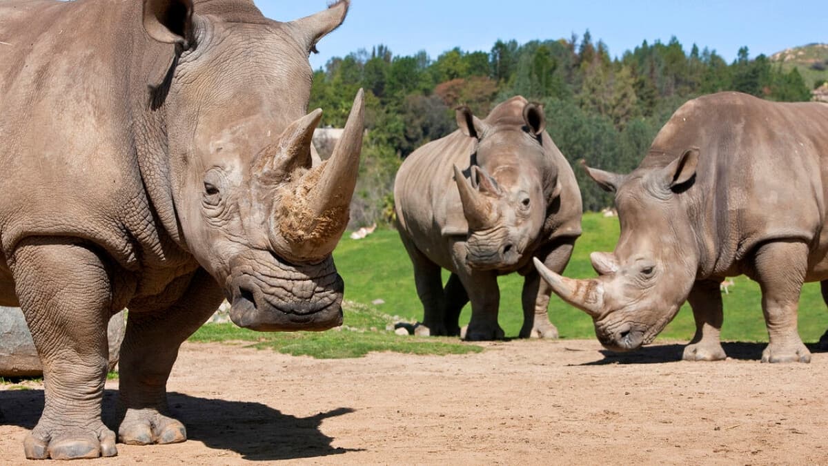 Go City San Diego Essentials Pass: Save up to 50% on Attractions