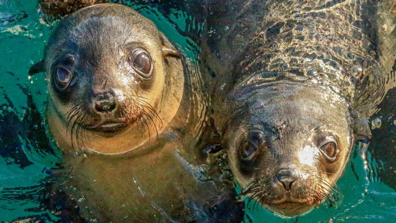 Phillip Island Seal Watching Cruise – photo 2