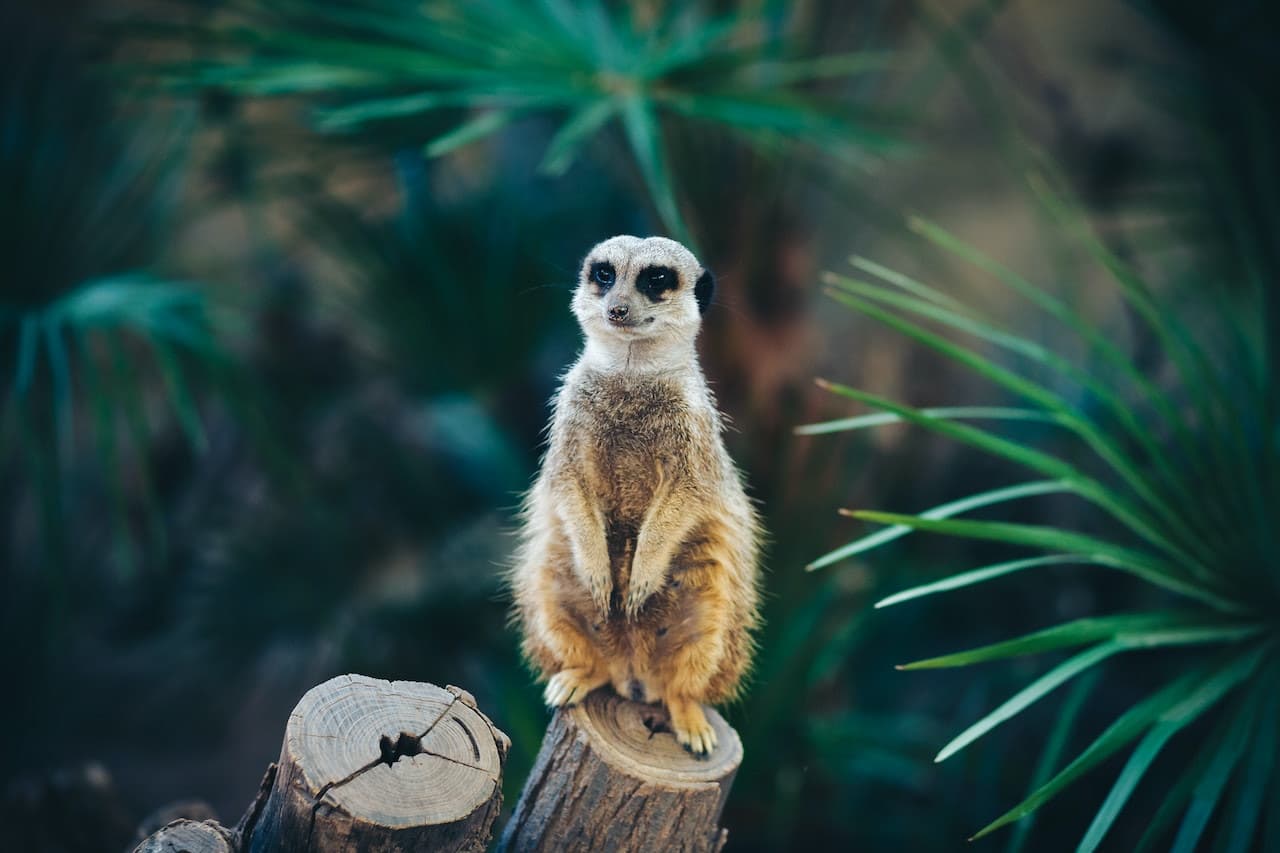 Barcelona Zoo – photo 3