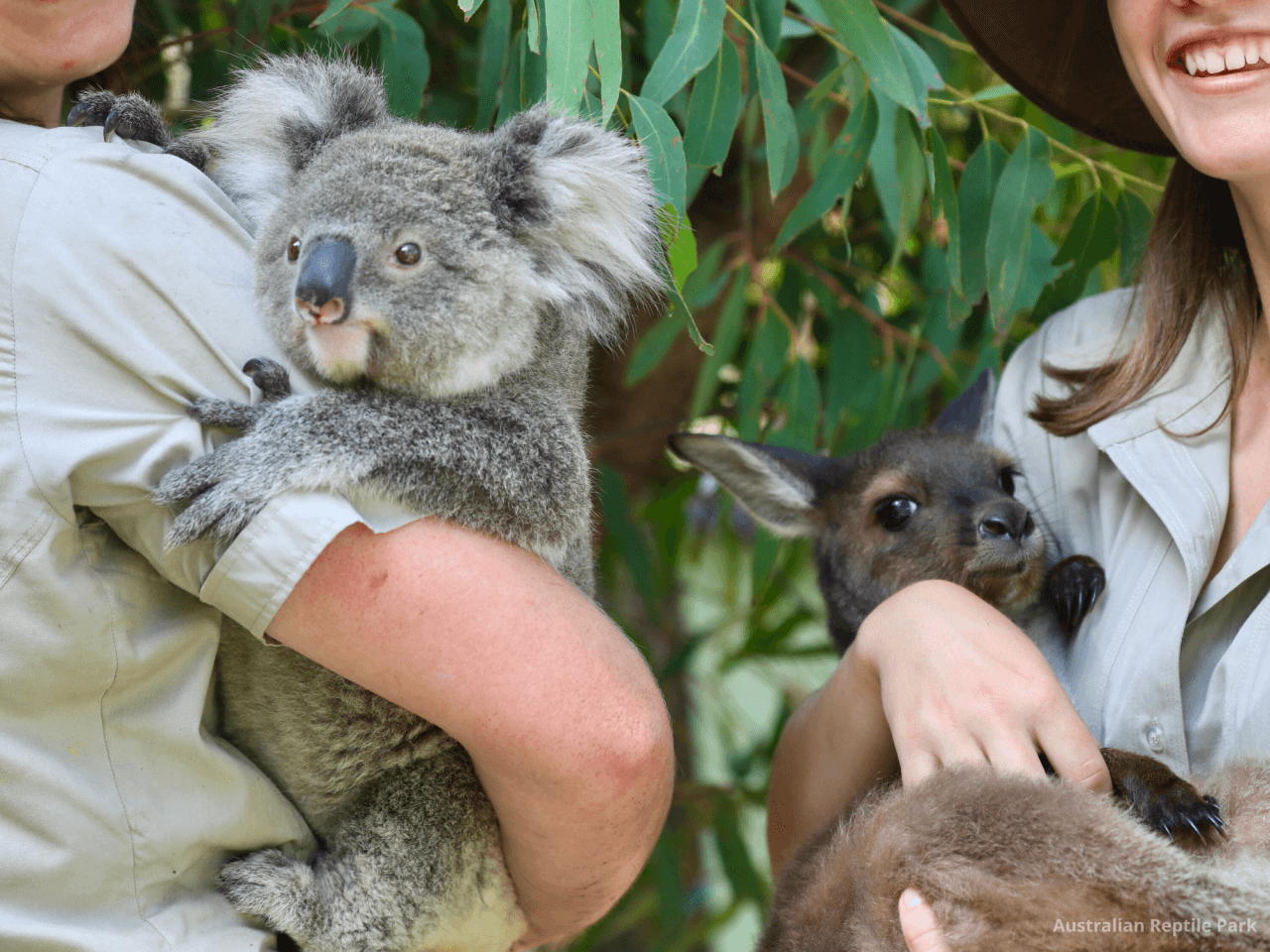 Australian Reptile Park – photo 21