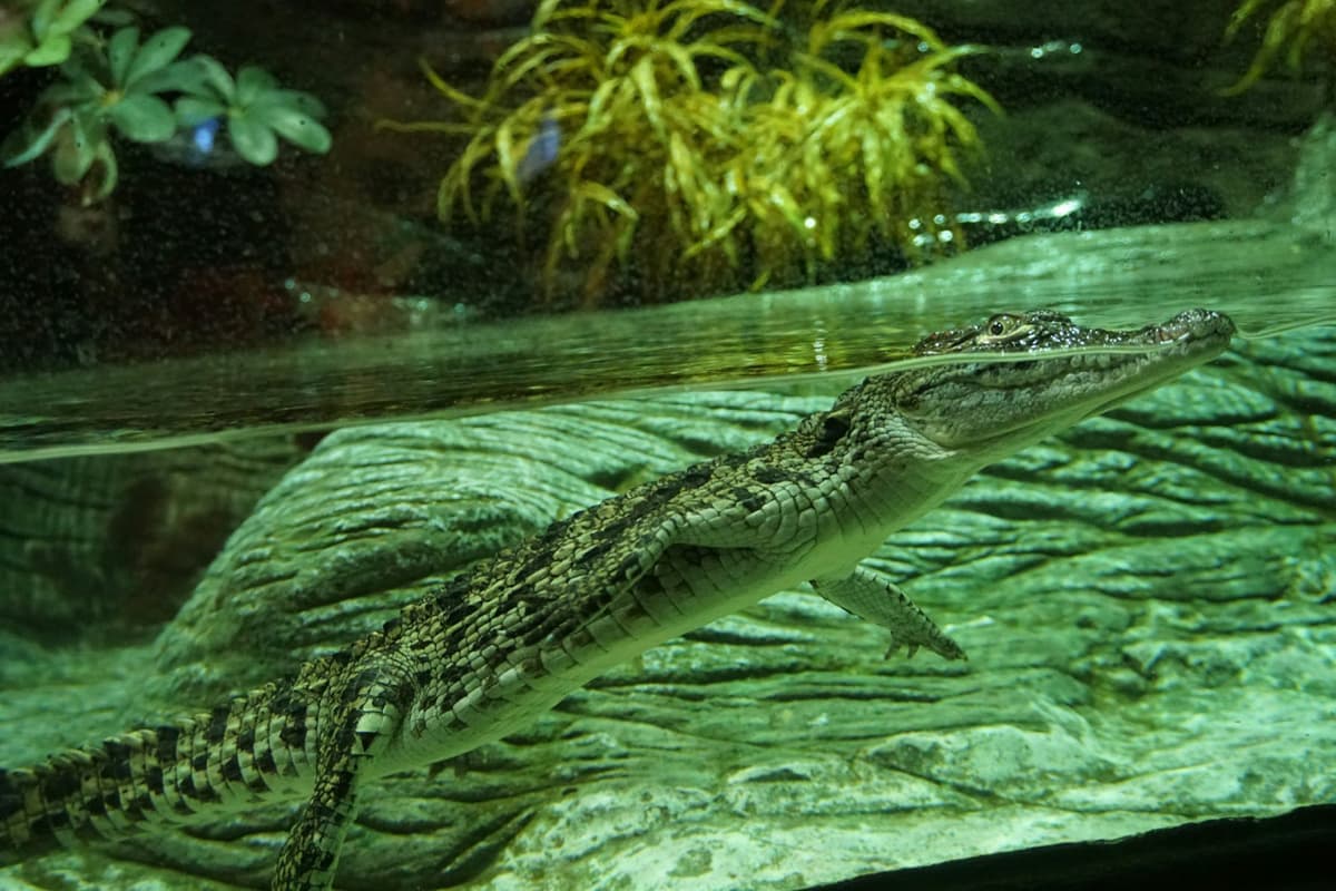 Seville Aquarium Ticket