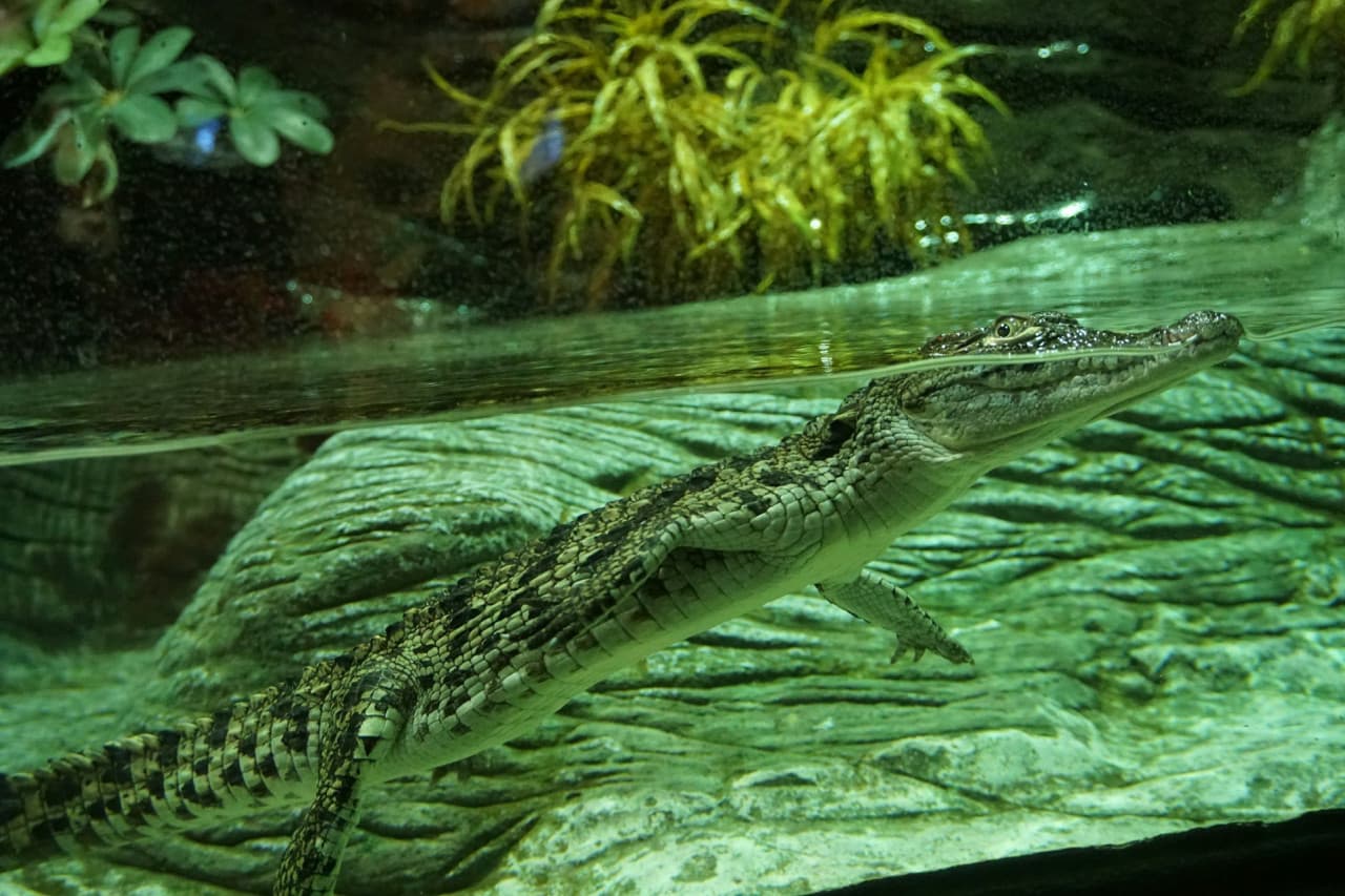 Seville Aquarium Ticket