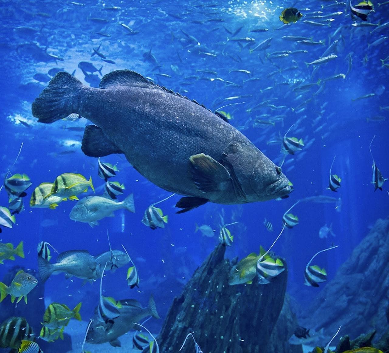 Oceanário de Lisboa Ticket – photo 4
