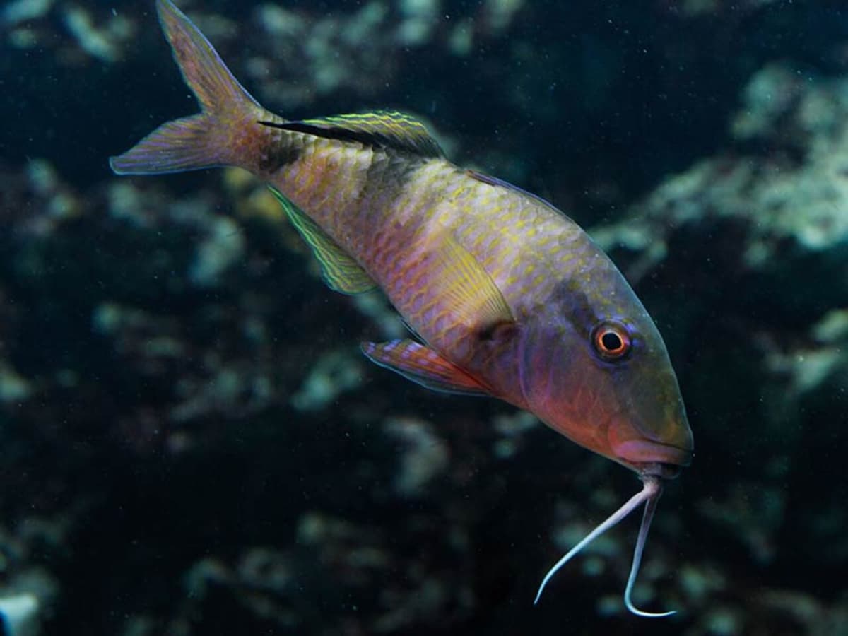 Okinawa Miyakojima Undersea Park