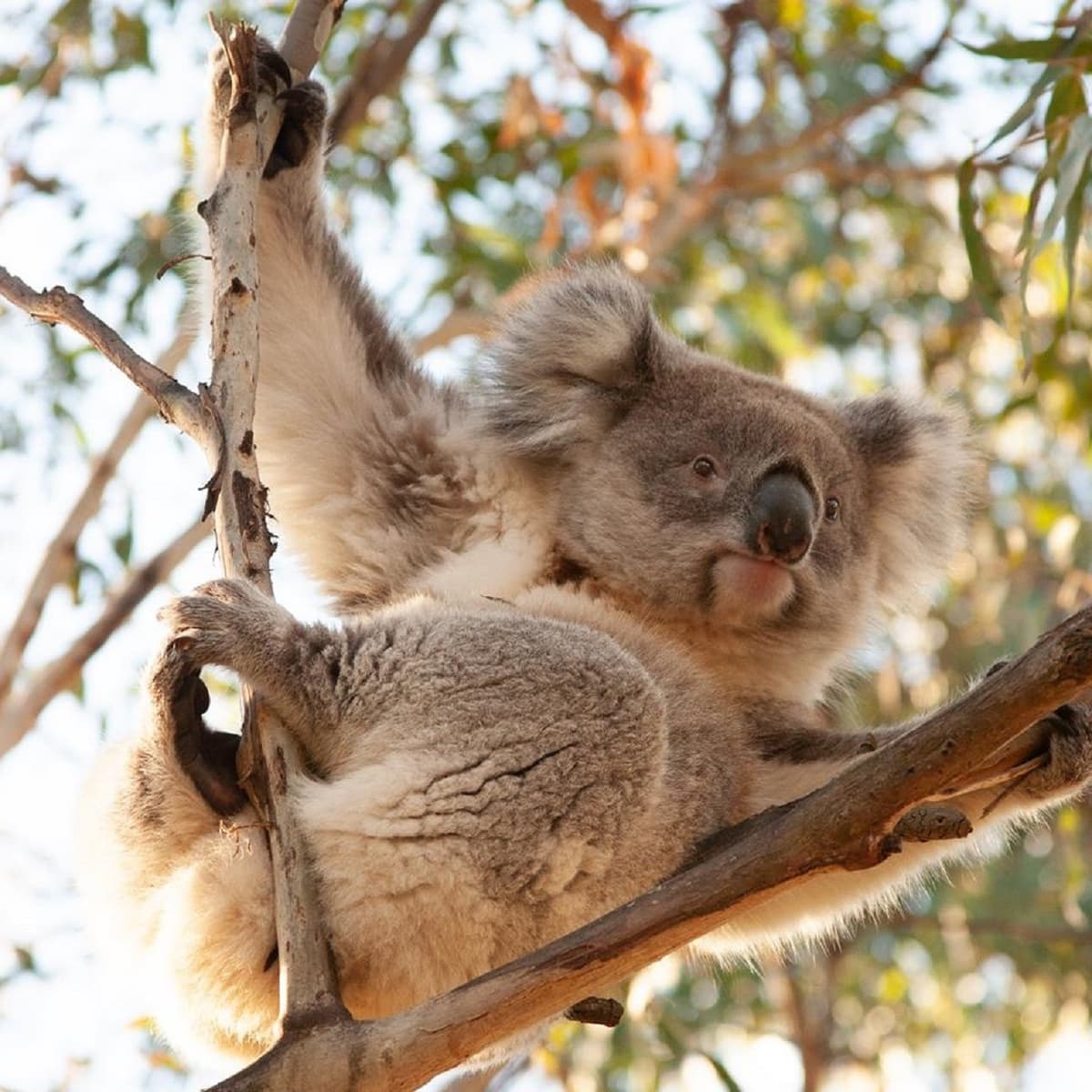 Phillip Island Nature Parks - Three-Park Pass
