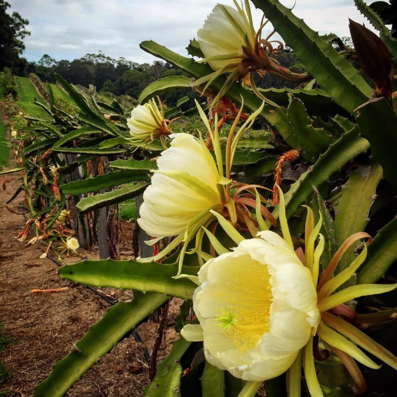 Byron Bay and Tropical Fruit World Tour – photo 10