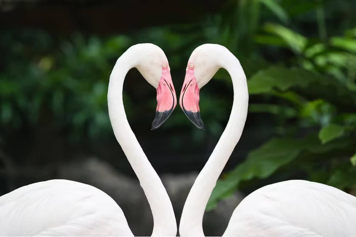 Zoo Miami Ticket
