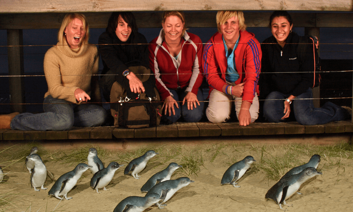 Melbourne City Discovery Tour with Penguin Parade