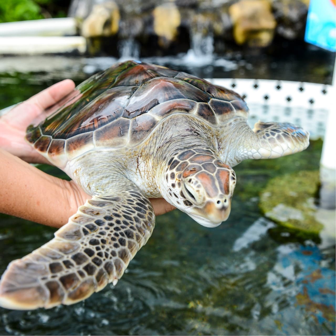 Sea Life Park Hawaii – photo 2