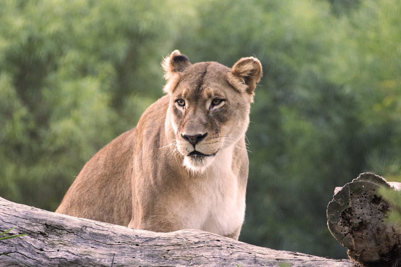 San Diego Zoo Safari Park Ticket – photo 3