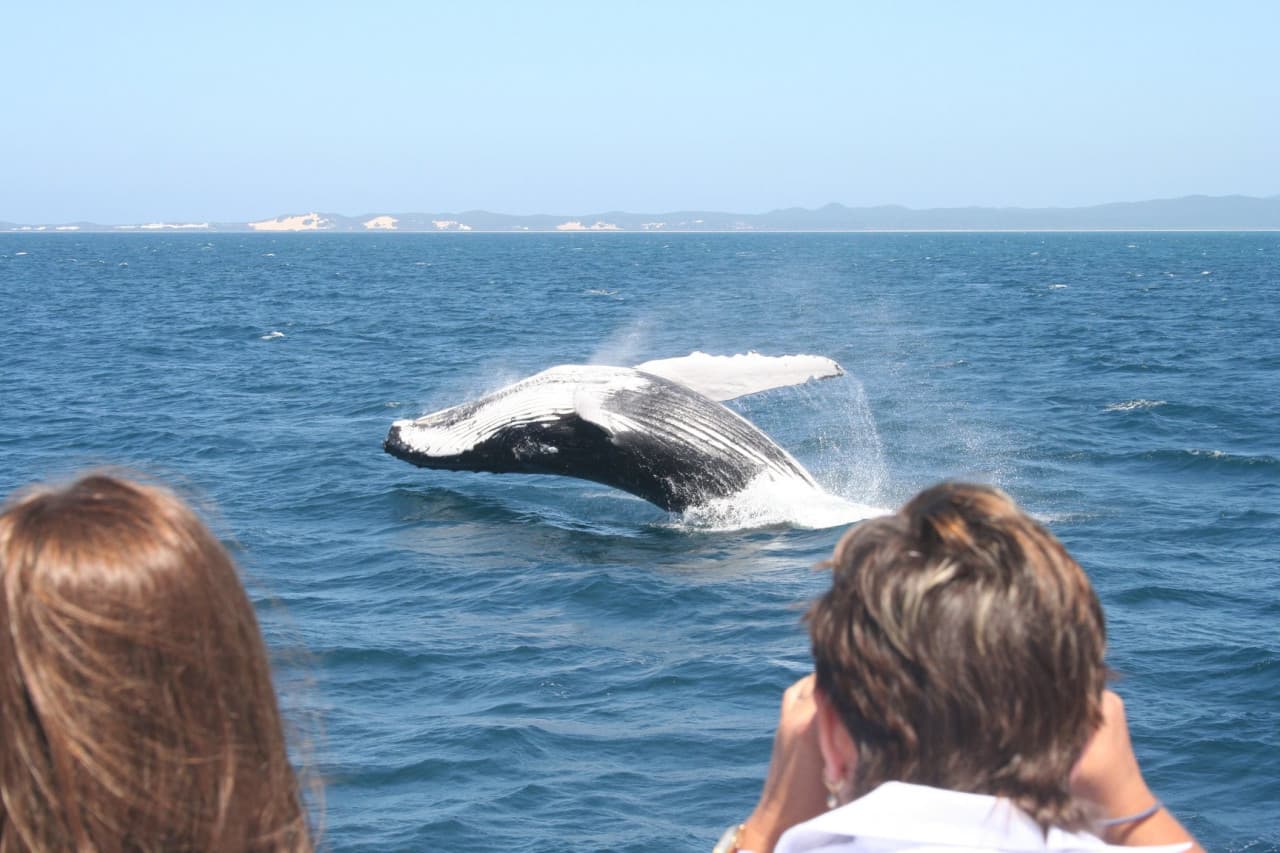 Moreton Bay Whale Watching – photo 4