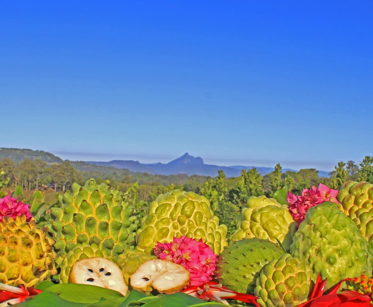 Byron Bay and Tropical Fruit World Tour – photo 8