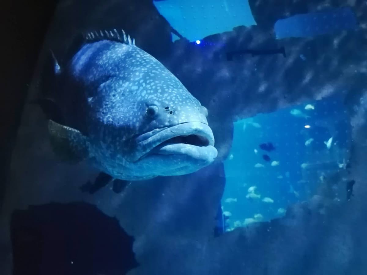 Aquaria Phuket