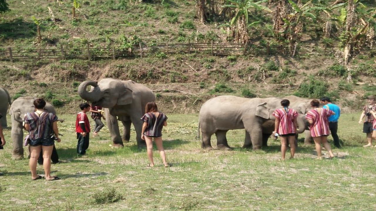 Elephant Jungle Sanctuary Chiang Mai