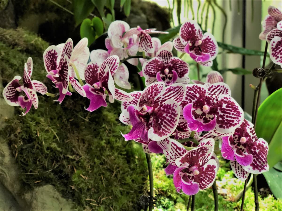 COMBO: Gardens by the Bay - Floral Fantasy + National Orchid Garden