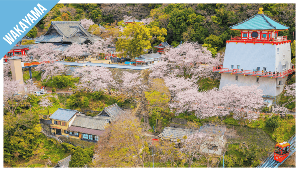 Have Fun in Wakayama Pass - 1 Week Free Pass