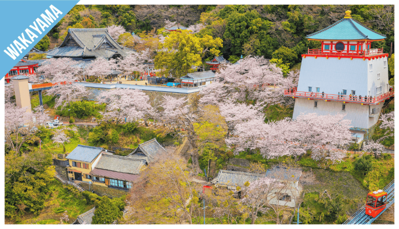 Have Fun in Wakayama Pass - 1 Week Free Pass