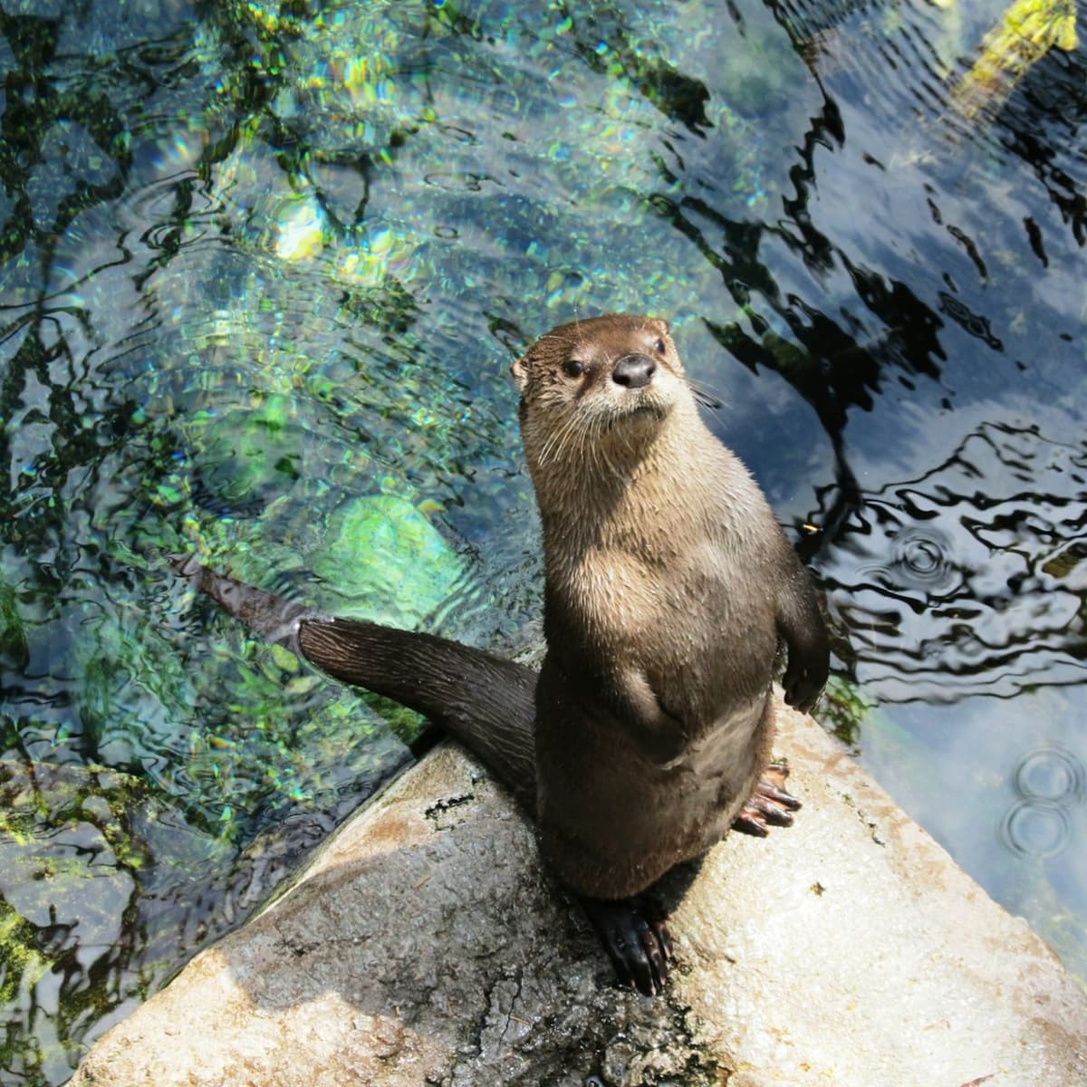 Downtown Aquarium Denver Ticket