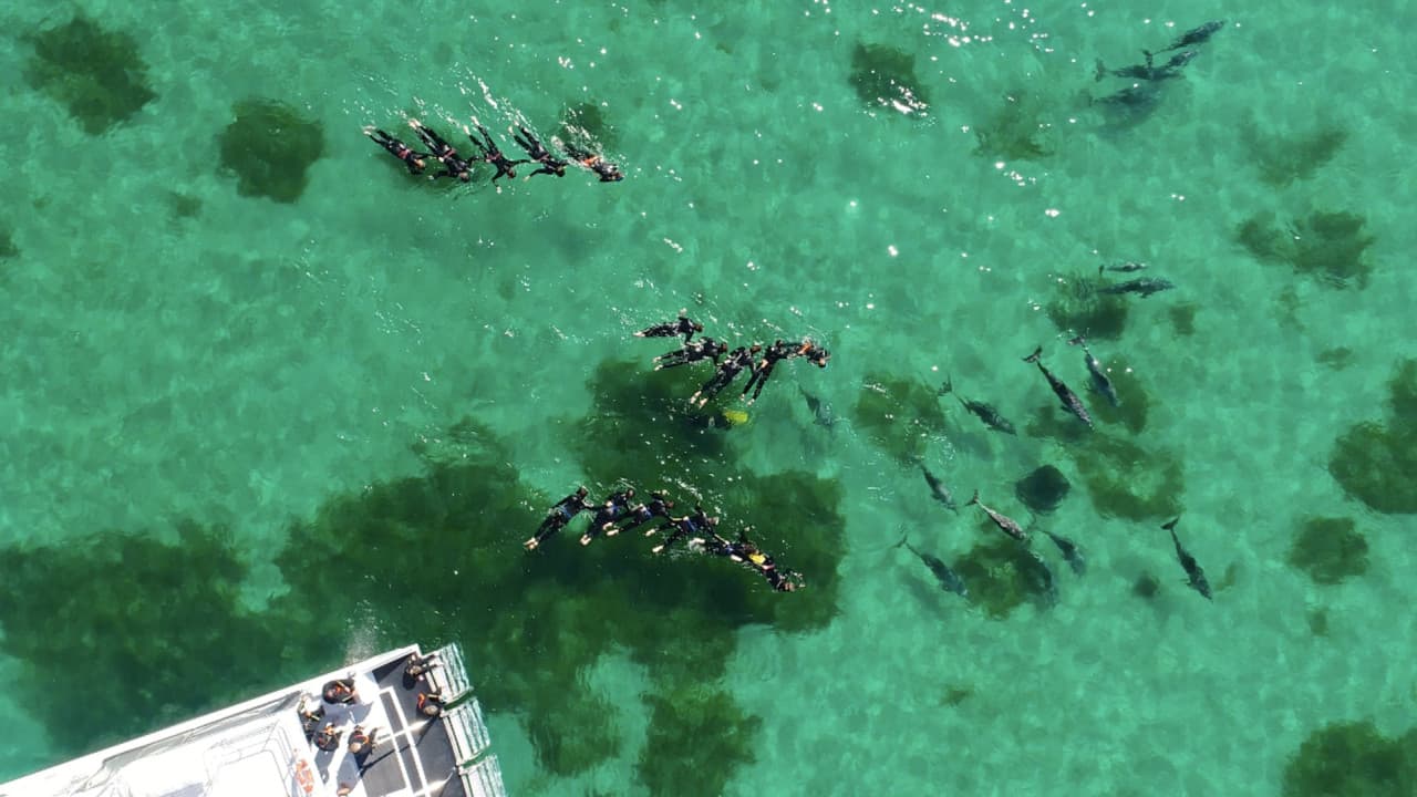 Swim with Wild Dolphins Experience at Rockingham
