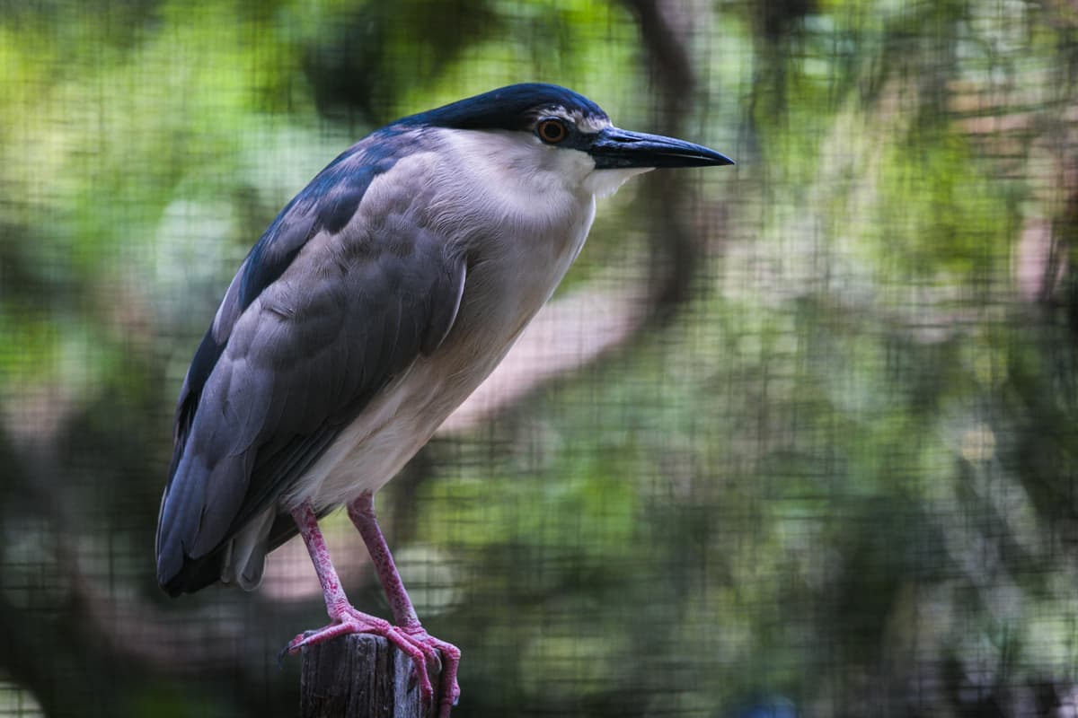 Zoo Negara Malaysia Ticket