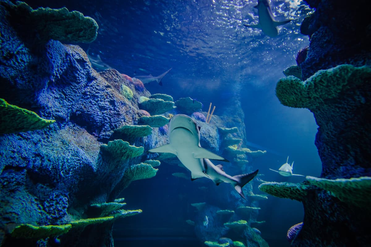 SEA LIFE Sydney Aquarium Direct Entry Ticket