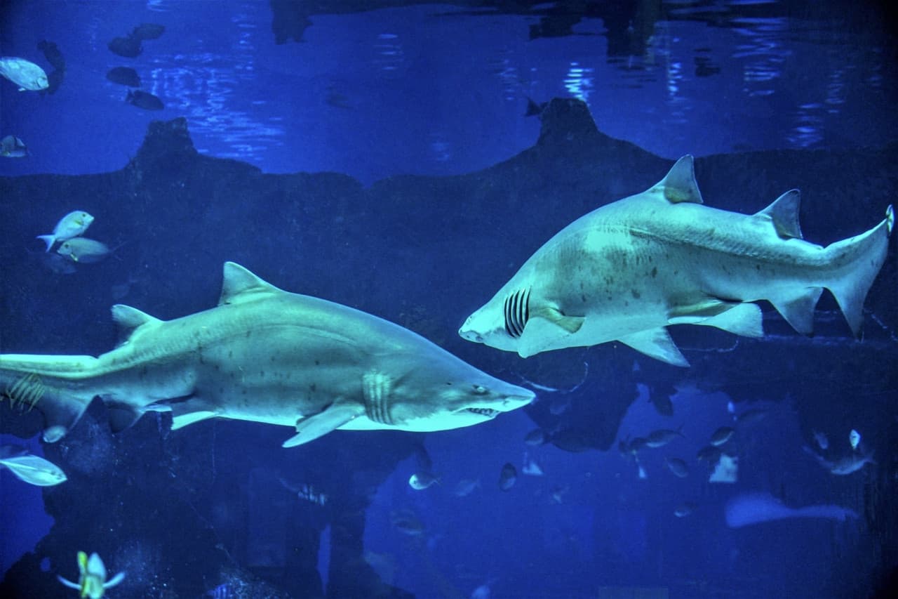Aquaria Phuket – photo 17