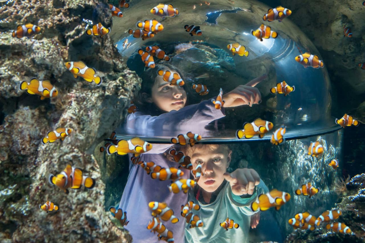 Gardaland SEA LIFE Aquarium Ticket – photo 5