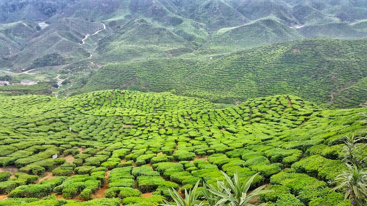 Cameron Highlands Tour from Kuala Lumpur