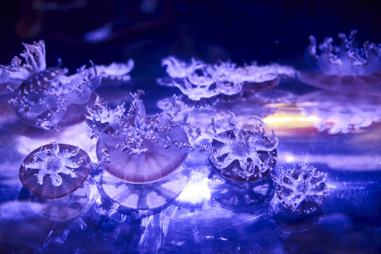 SEA LIFE Melbourne Aquarium Direct Entry Ticket – photo 14