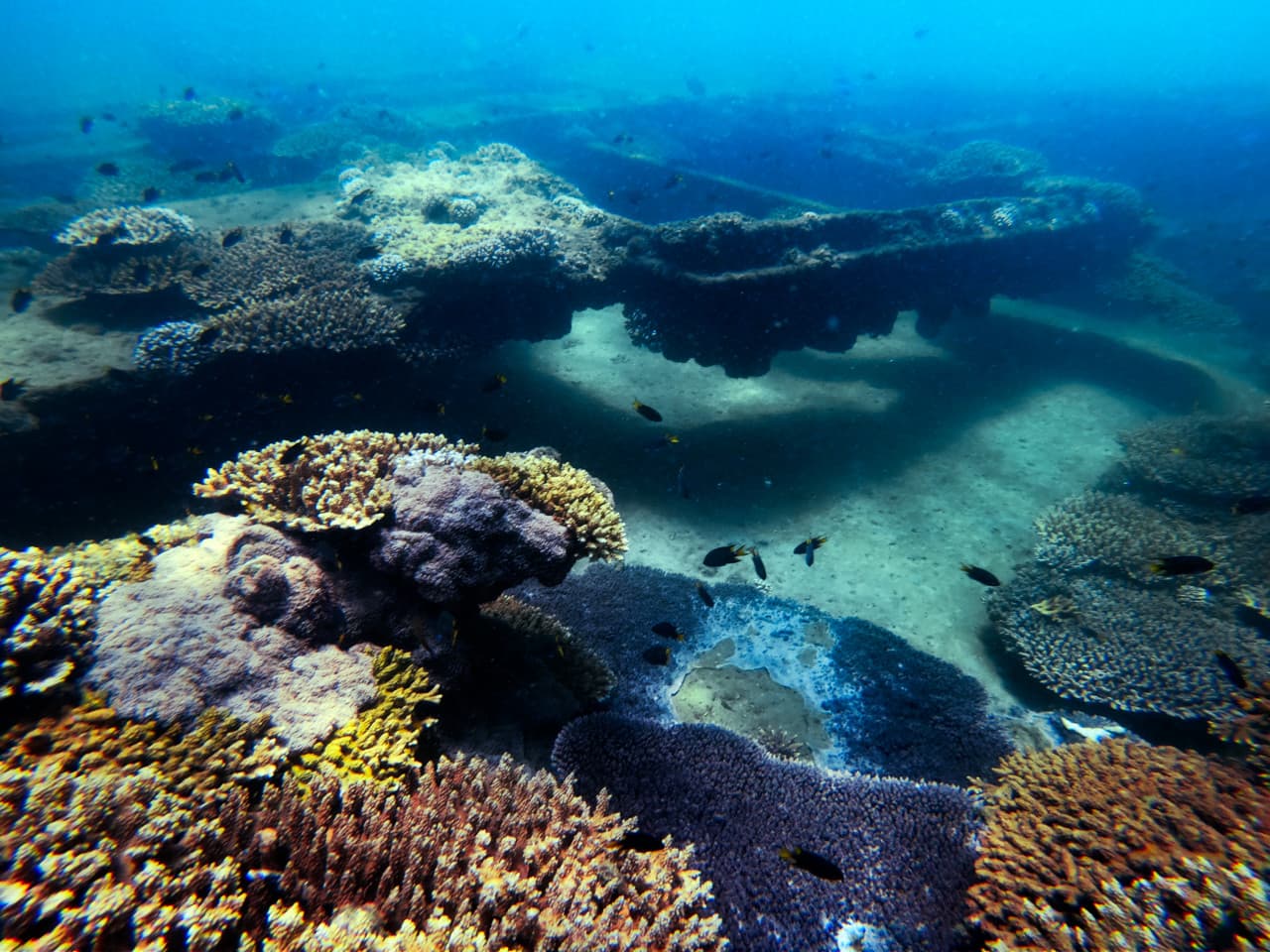 Tangalooma Wrecks & Dolphin Cruise Optional Round transfer from Brisbane City and Gold Coast