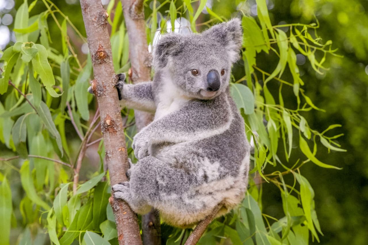 Currumbin Wildlife Sanctuary Ticket – photo 9