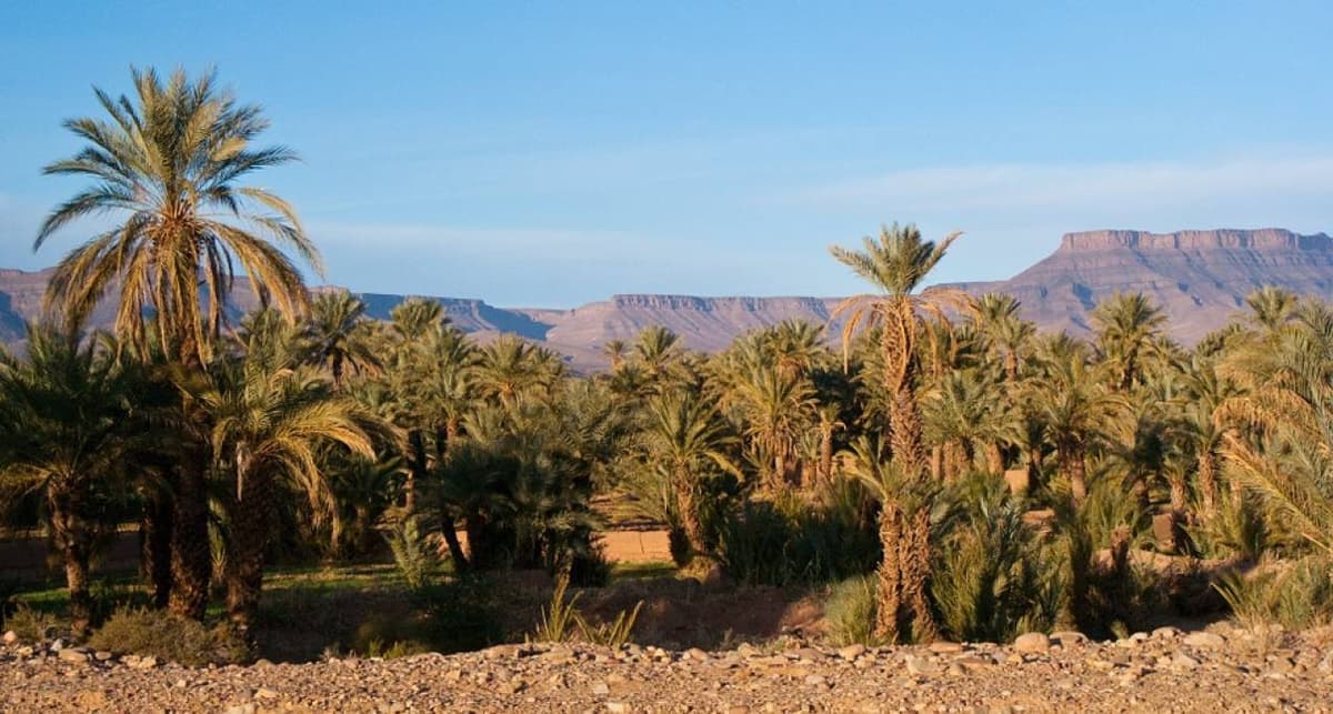 Quad Ride in Marrakech with Round Trip Transfers