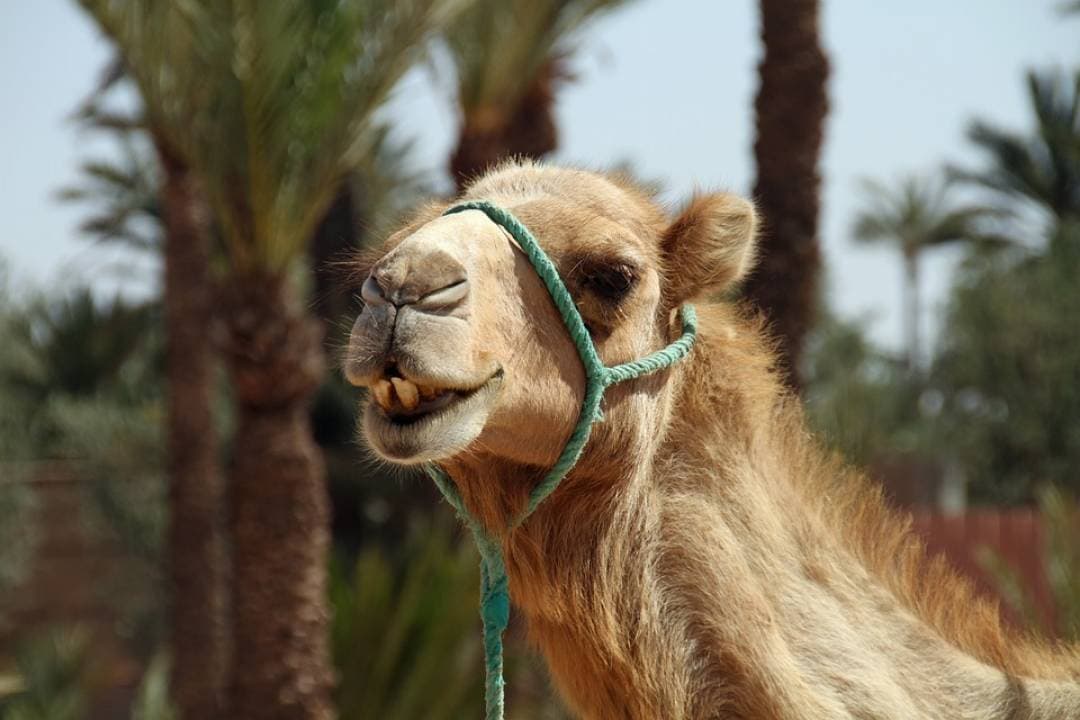 Camel Ride in Marrakech Palm Grove – photo 3