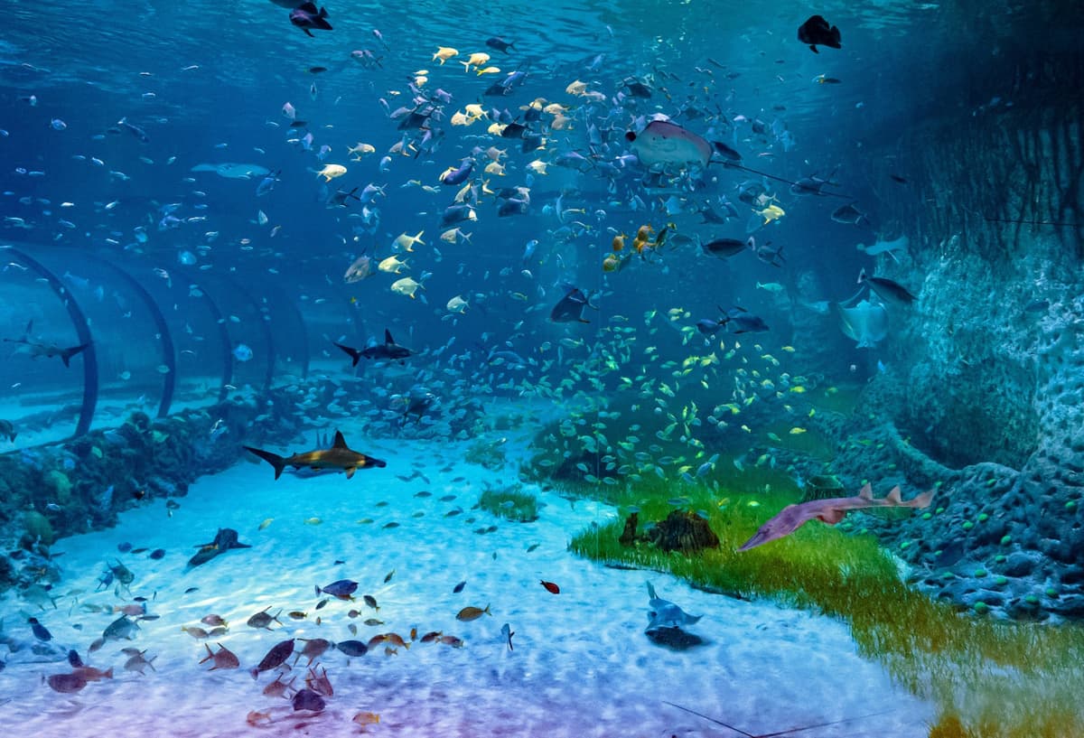 COMBO: The National Aquarium + Louvre Abu Dhabi Tickets