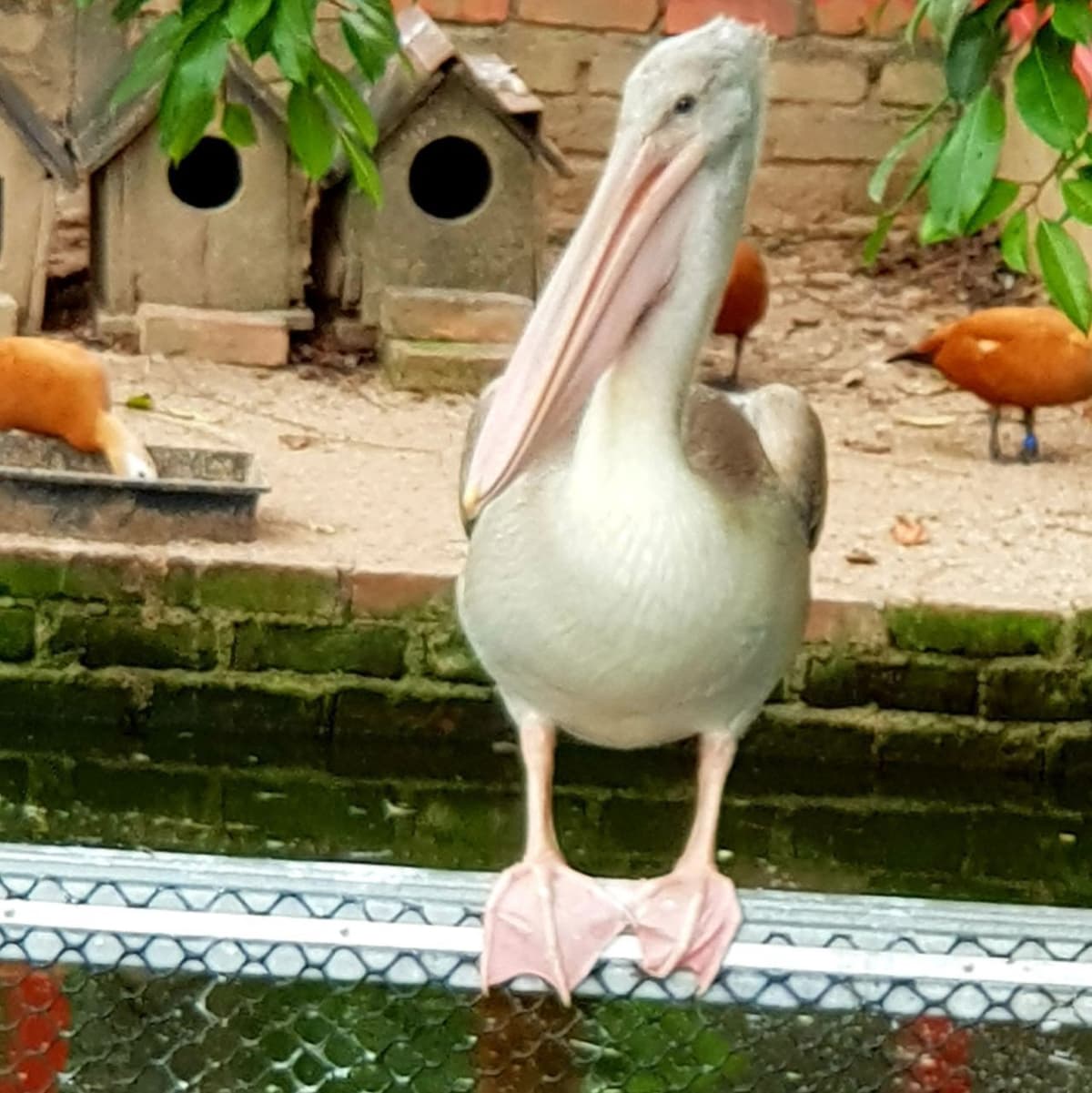 Penang Bird Park