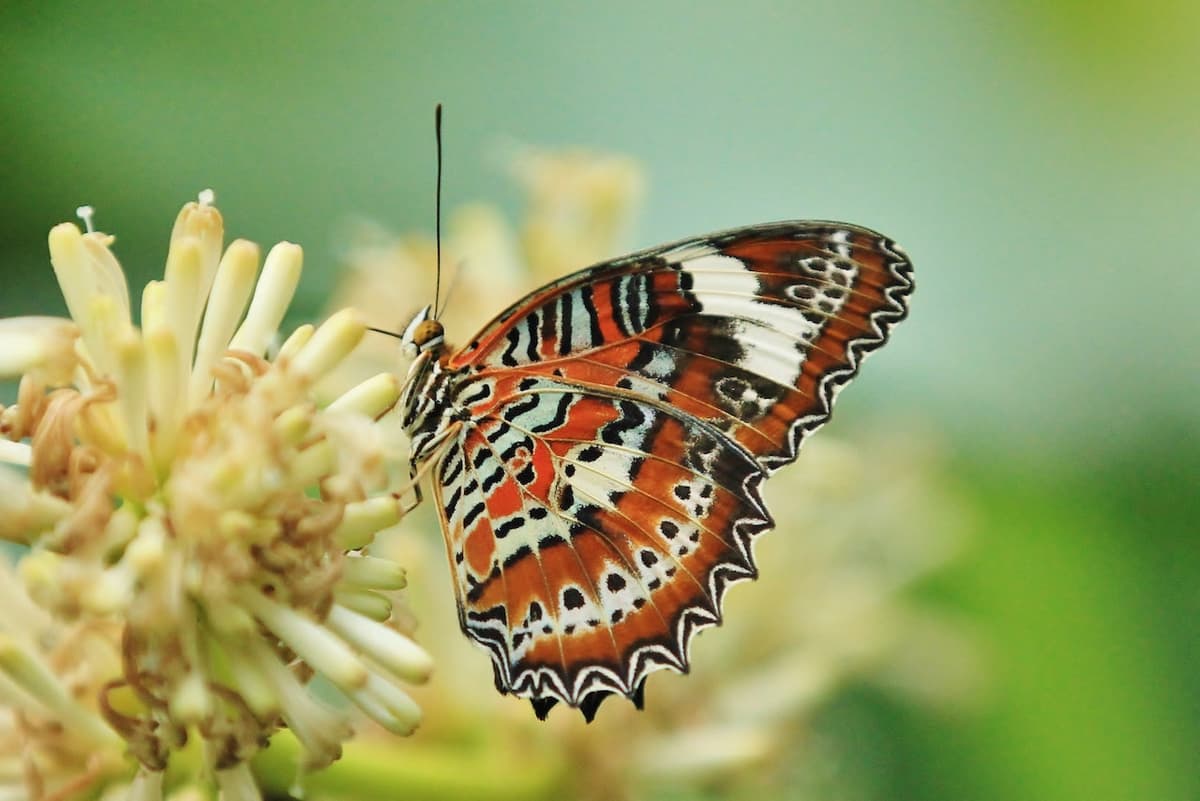 Australian Butterfly Sanctuary